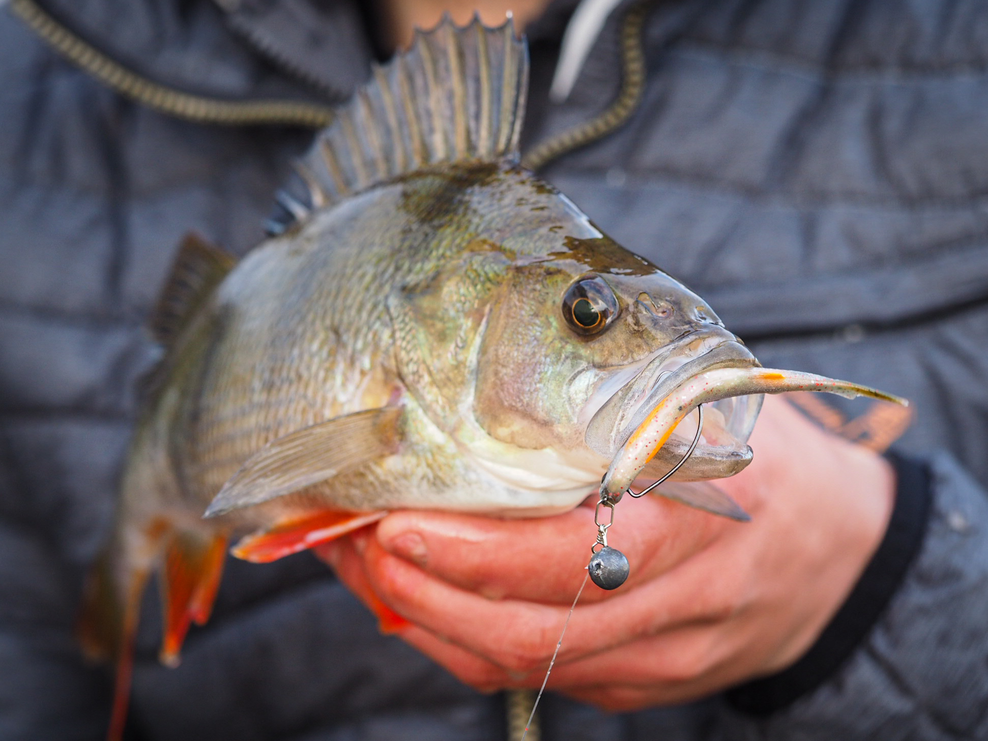 CREATURE BAIT RIGS MADE EASY, Big Perch Fishing